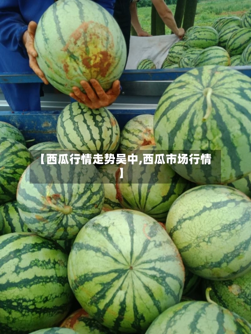 【西瓜行情走势吴中,西瓜市场行情】