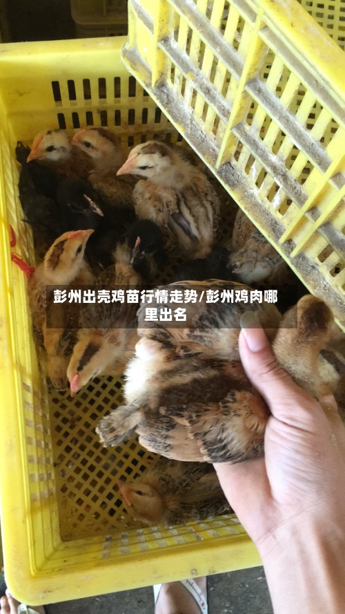 彭州出壳鸡苗行情走势/彭州鸡肉哪里出名