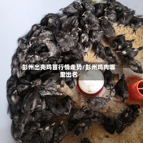 彭州出壳鸡苗行情走势/彭州鸡肉哪里出名