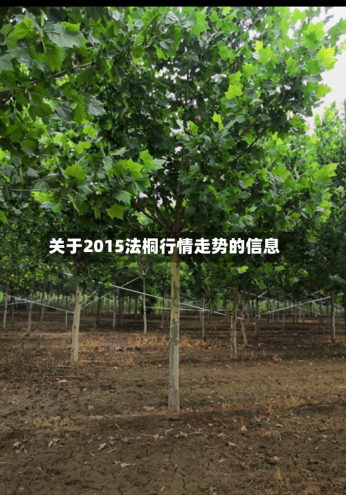 关于2015法桐行情走势的信息