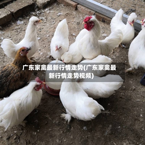广东家禽最新行情走势(广东家禽最新行情走势视频)