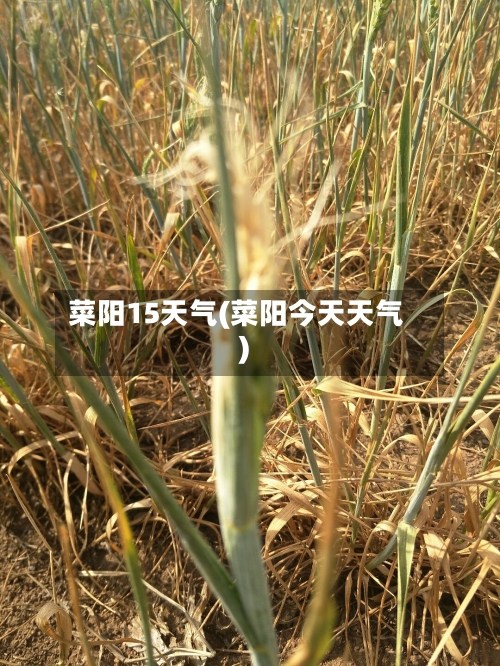 菜阳15天气(菜阳今天天气)