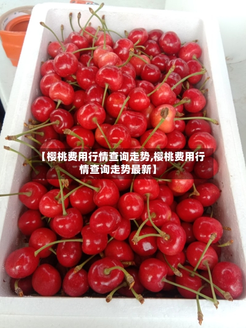 【樱桃费用行情查询走势,樱桃费用行情查询走势最新】
