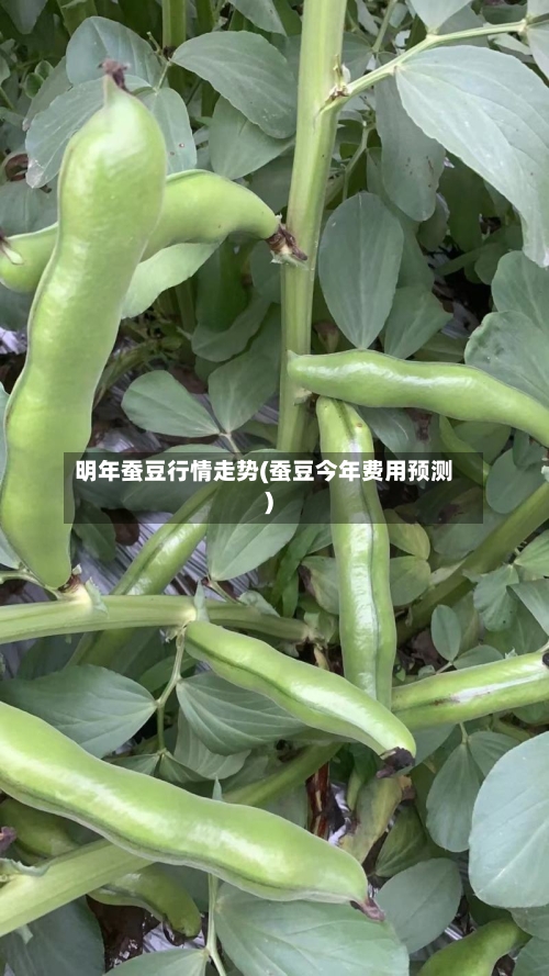 明年蚕豆行情走势(蚕豆今年费用预测)