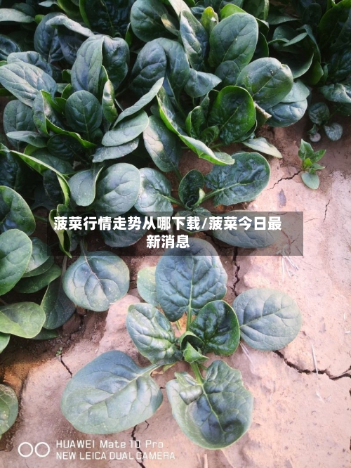 菠菜行情走势从哪下载/菠菜今日最新消息