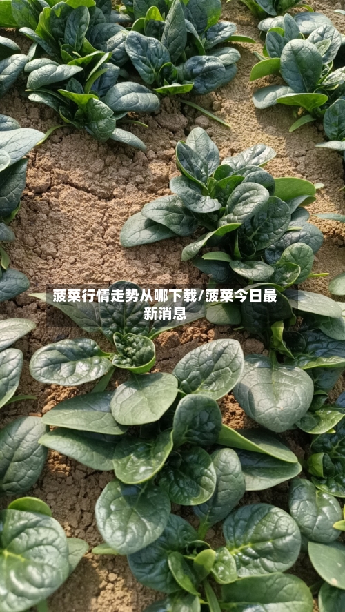菠菜行情走势从哪下载/菠菜今日最新消息
