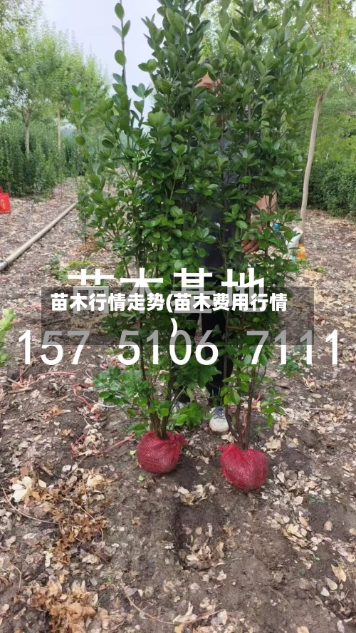 苗木行情走势(苗木费用行情)