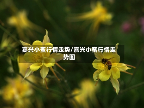 嘉兴小蜜行情走势/嘉兴小蜜行情走势图