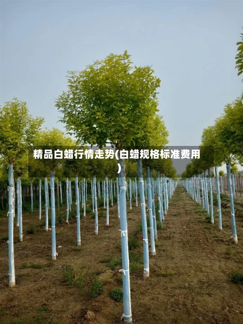 精品白蜡行情走势(白蜡规格标准费用)