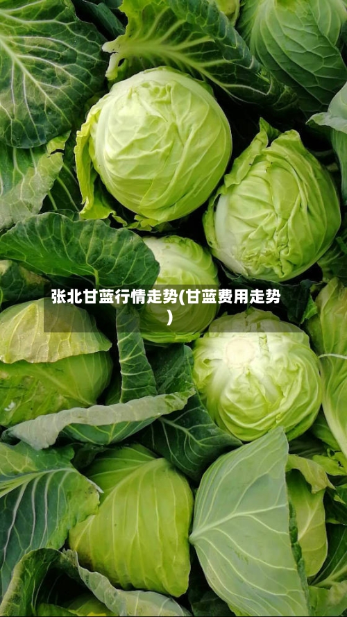 张北甘蓝行情走势(甘蓝费用走势)