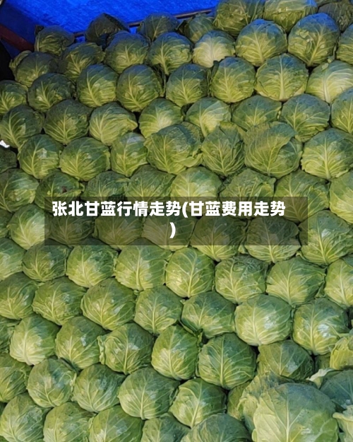 张北甘蓝行情走势(甘蓝费用走势)