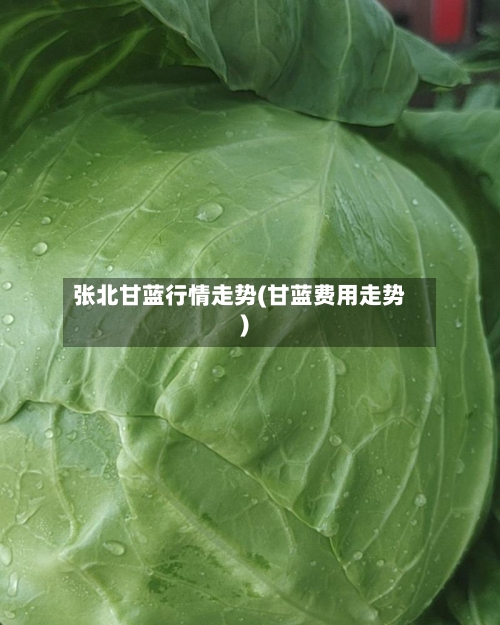 张北甘蓝行情走势(甘蓝费用走势)