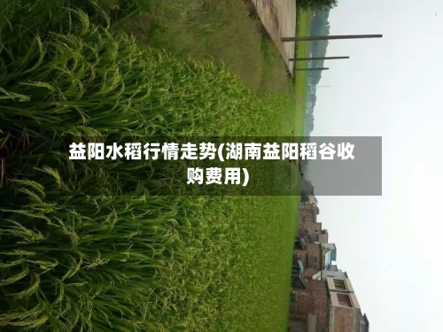 益阳水稻行情走势(湖南益阳稻谷收购费用)
