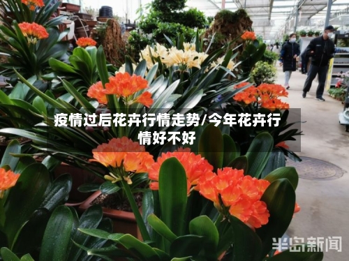 疫情过后花卉行情走势/今年花卉行情好不好