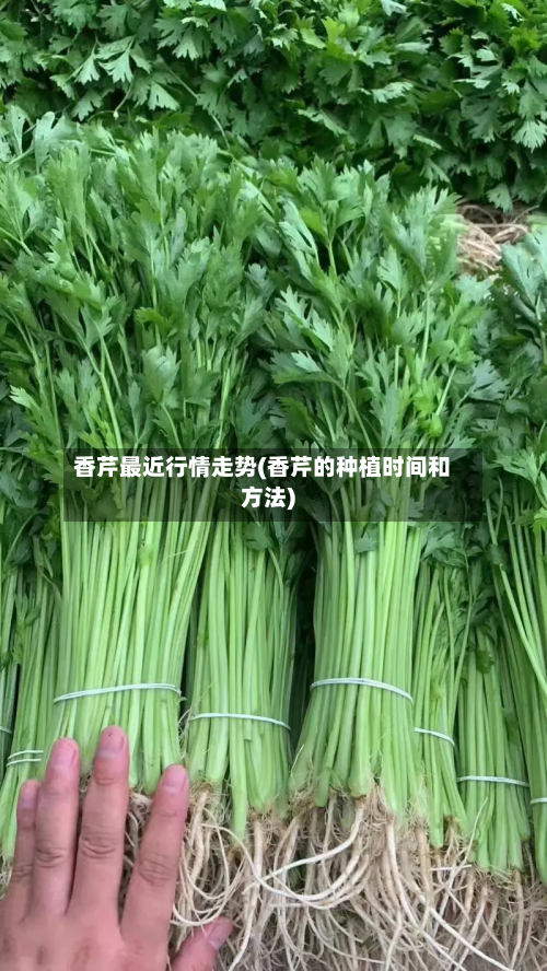 香芹最近行情走势(香芹的种植时间和方法)
