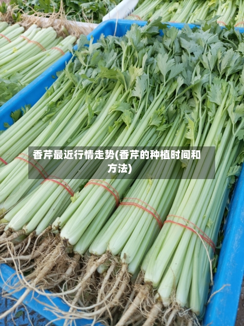 香芹最近行情走势(香芹的种植时间和方法)