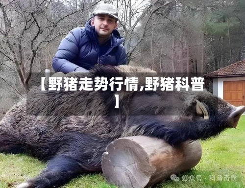 【野猪走势行情,野猪科普】