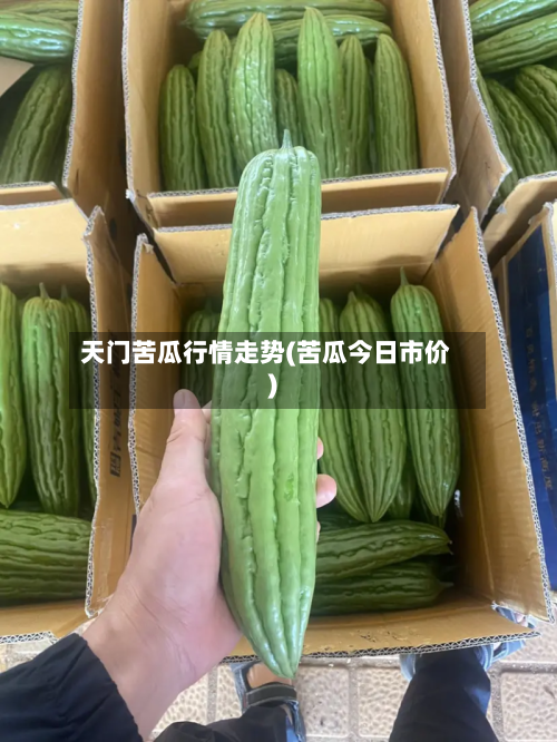 天门苦瓜行情走势(苦瓜今日市价)