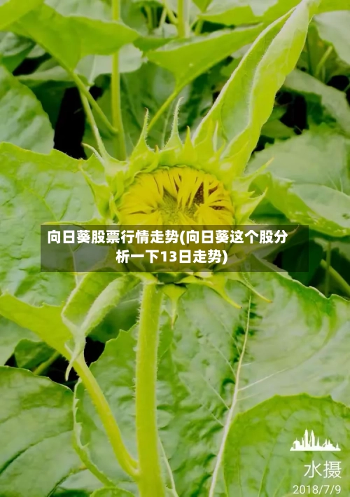 向日葵股票行情走势(向日葵这个股分析一下13日走势)