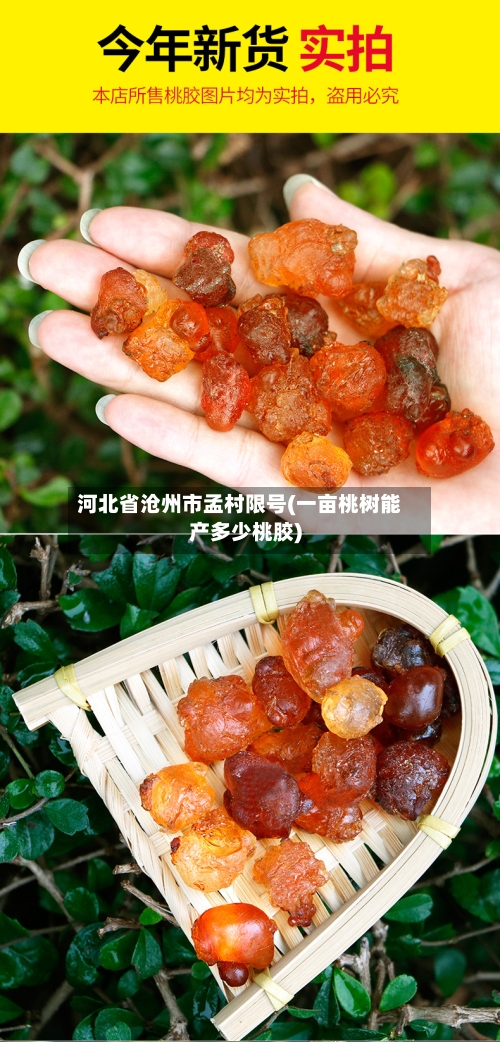 河北省沧州市孟村限号(一亩桃树能产多少桃胶)