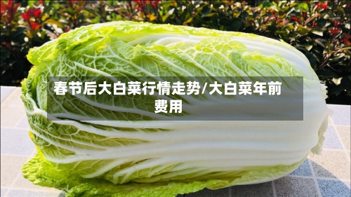 春节后大白菜行情走势/大白菜年前费用