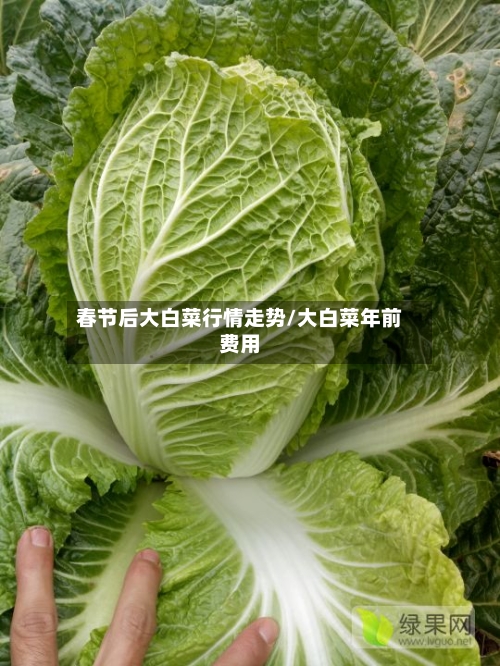 春节后大白菜行情走势/大白菜年前费用