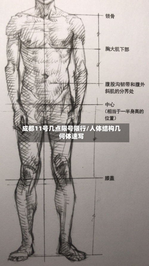 成都11号几点限号限行/人体结构几何体速写