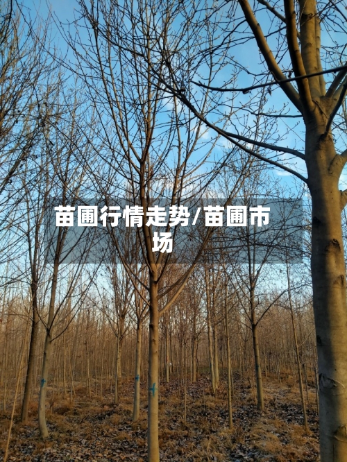 苗圃行情走势/苗圃市场