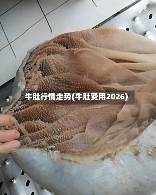 牛肚行情走势(牛肚费用2026)