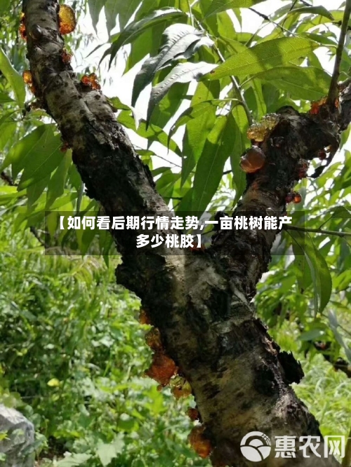 【如何看后期行情走势,一亩桃树能产多少桃胶】