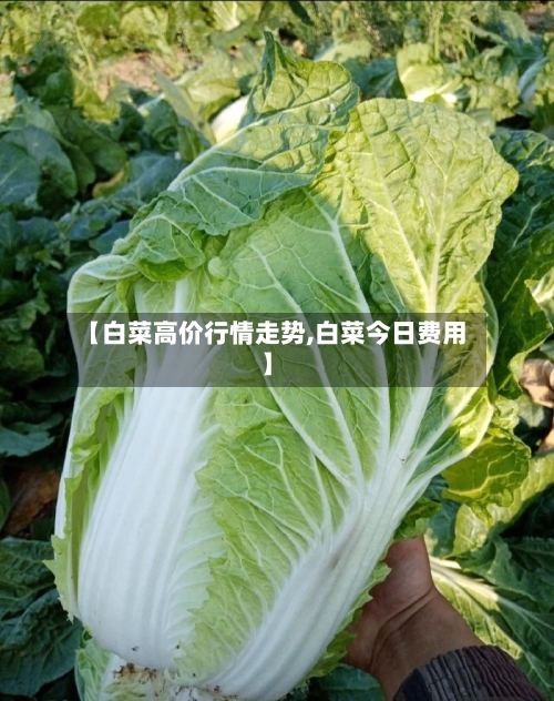 【白菜高价行情走势,白菜今日费用】