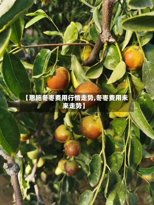 【恩施冬枣费用行情走势,冬枣费用未来走势】