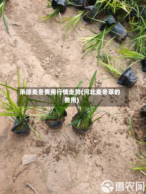 承德麦冬费用行情走势(河北麦冬草的费用)