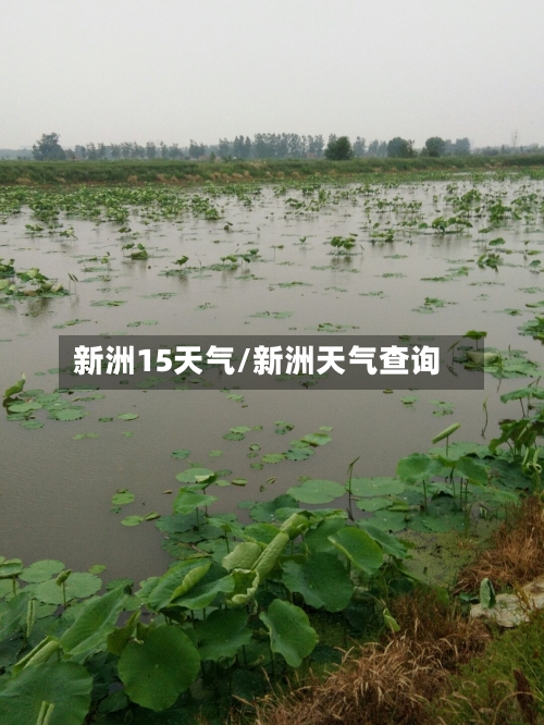 新洲15天气/新洲天气查询