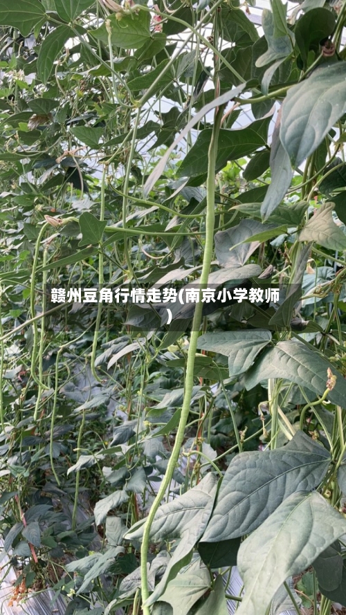 赣州豆角行情走势(南京小学教师)