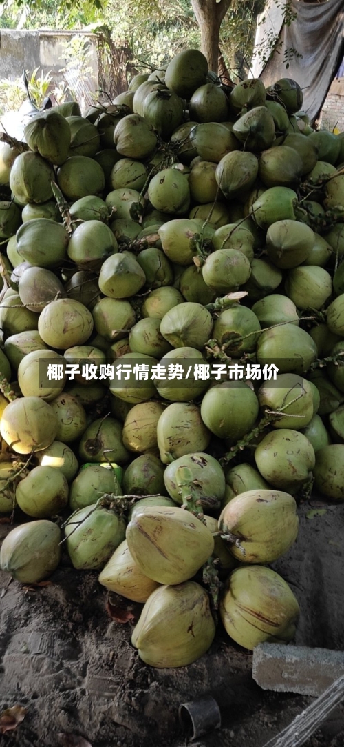 椰子收购行情走势/椰子市场价