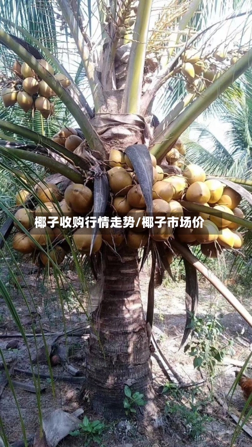 椰子收购行情走势/椰子市场价