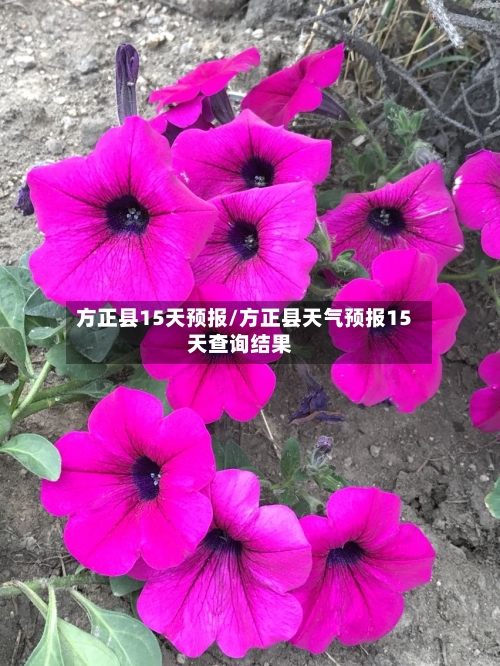 方正县15天预报/方正县天气预报15天查询结果