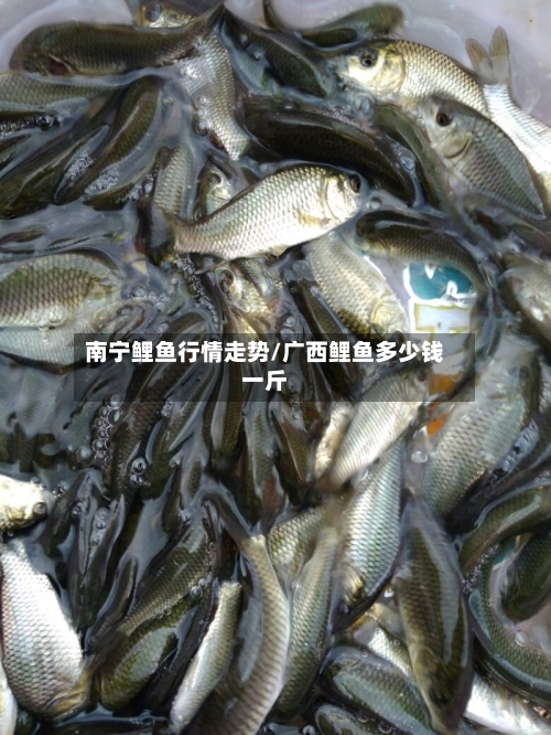 南宁鲤鱼行情走势/广西鲤鱼多少钱一斤