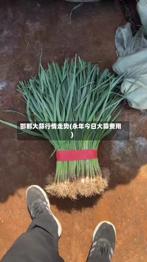 邯郸大蒜行情走势(永年今日大蒜费用)