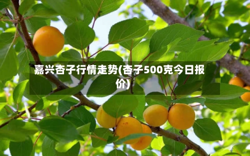 嘉兴杏子行情走势(杏子500克今日报价)
