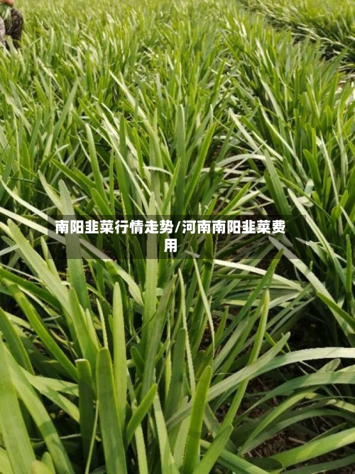 南阳韭菜行情走势/河南南阳韭菜费用