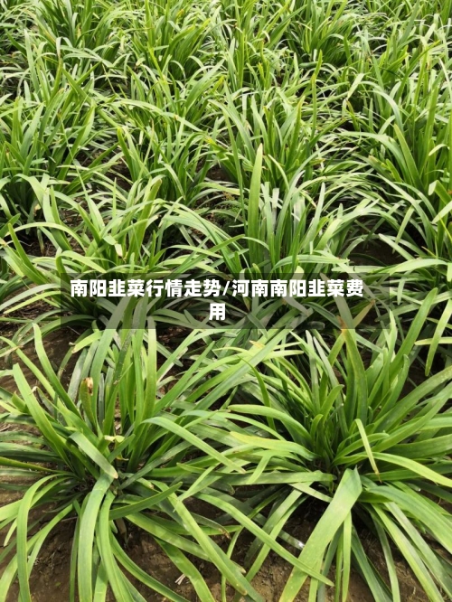 南阳韭菜行情走势/河南南阳韭菜费用