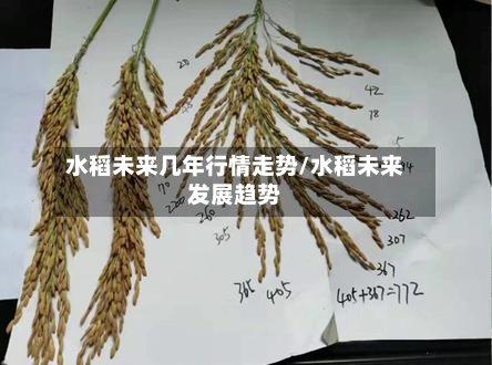 水稻未来几年行情走势/水稻未来发展趋势