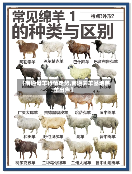【南通母羊行情走势,南通养羊基地羔羊出售】