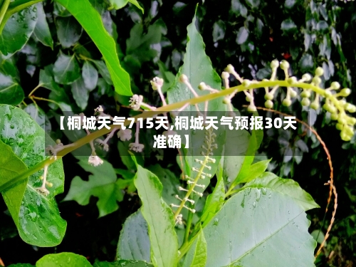 【桐城天气715天,桐城天气预报30天准确】