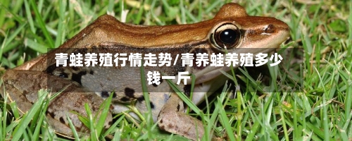 青蛙养殖行情走势/青养蛙养殖多少钱一斤