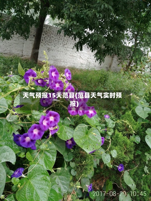 天气预报15天范县(范县天气实时预报)