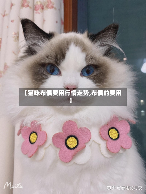 【猫咪布偶费用行情走势,布偶的费用】