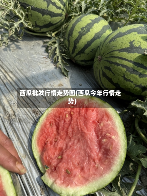 西瓜批发行情走势图(西瓜今年行情走势)